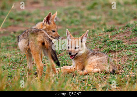 Black-backed Jackal (Canis Mesomelas), zwei schwarz-backed Schakale in Savanne, Kenia, Masai Mara Nationalpark Stockfoto