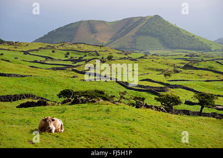 Hausrind (Bos Primigenius F. Taurus), Landschaft im Hochland von Pico, Portugal, Azoren Stockfoto