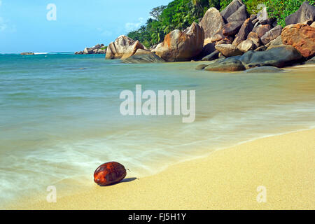 Kokosnuss (Cocos Nucifera), Kokosnuss am Strand von Anse Cimitiere in den frühen Morgenstunden, Seychellen, Praslin Stockfoto