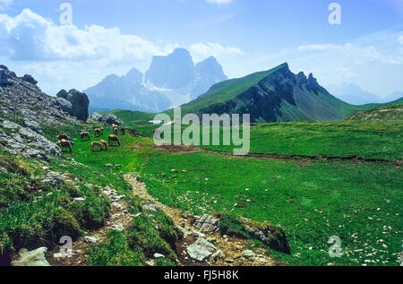 halbwilde Pferde weiden auf der Alm, Monte Pelmo im Hintergrund, Italien, Südtirol, Dolomiten Stockfoto