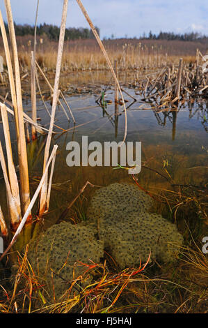 Grasfrosch, Grasfrosch (Rana Temporaria), laichen Klumpen in einem Teich, Deutschland Stockfoto