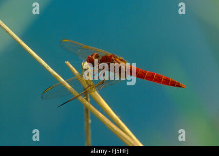 Breite Scarlet, gemeinsame Scarlet-Darter, Scarlet Darter, Scarlet Libelle (Crocothemis Saccharopolyspora, Croccothemis Saccharopolyspora), Männlich, Deutschland Stockfoto