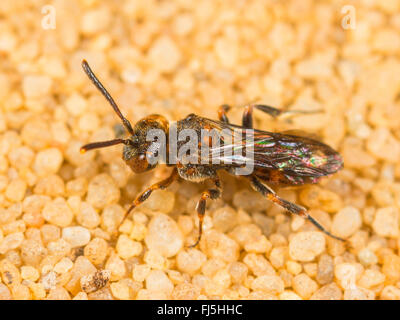 Kuckuck Biene (Nomada Distinguenda), Weiblich, sitzen auf Sand, Deutschland Stockfoto