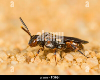 Kuckuck Biene (Nomada Distinguenda), Weiblich, sitzen auf Sand, Deutschland Stockfoto