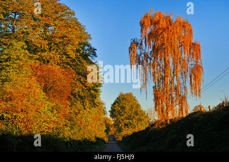 gemeinsamen Birke, Birke, Europäische weiße Birke, weiß-Birke (Betula Pendel, Betula Alba), radeln auf stillgelegten Bahnhof, Rheinischer Esel, Birke Wegränder im Herbst, Witten, Ruhrgebiet, Nordrhein-Westfalen, Deutschland Stockfoto