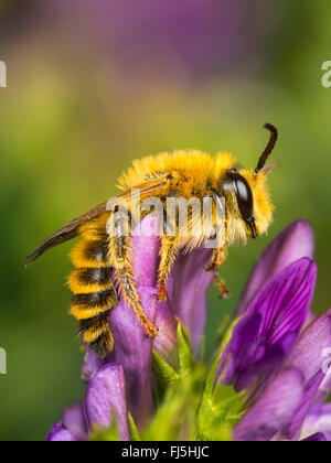 Klee Melitta (Melitta Leporina), Männlich, die Nahrungssuche auf Vierwaldstättersee (Medicago Sativa), Deutschland Stockfoto