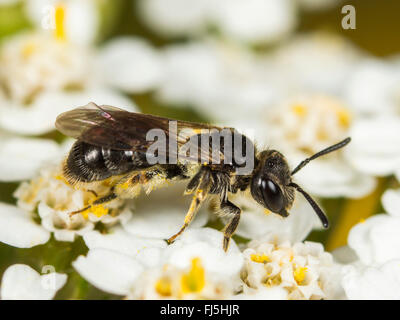 Einfachen Mini-Mining Bee (Andrena Minutuloides), Weiblich, die Nahrungssuche auf gemeinsame Schafgarbe (Achillea Millefolium), Deutschland Stockfoto