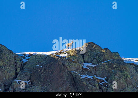 Gämse (Rupicapra Rupicapra), mit nur einem einzigen Horn steht auf einem verschneiten Grat, Schweiz, Graubünden, Fluelapass Stockfoto