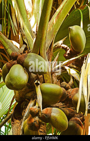 Coco de Mer, Double Coconut (Lodoicea Maldivica), unreife Früchte auf die Palme, Seychellen, Praslin, Vallee de Mai Nationalpark Stockfoto