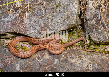 glatte Schlange (Coronella Austriaca), glatte Schlange in einer Trockensteinmauer, Deutschland, Bayern Stockfoto