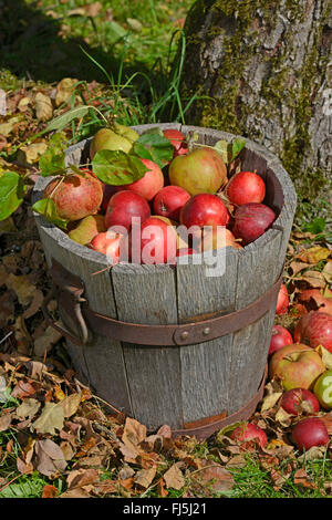 Apfel (Malus Domestica), Apfelernte, Äpfel in einem Holzeimer in eine Wiese, Obstgarten, Deutschland, Hessen Stockfoto