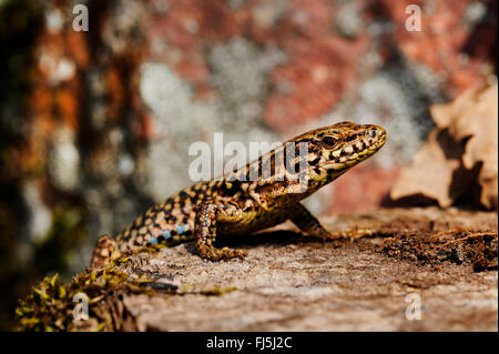 gemeinsame Wand-Eidechse (Lacerta Muralis, Podarcis Muralis), auf einen Baum Haken, Seitenansicht, Deutschland, Baden-Württemberg, Schwarzwald Stockfoto