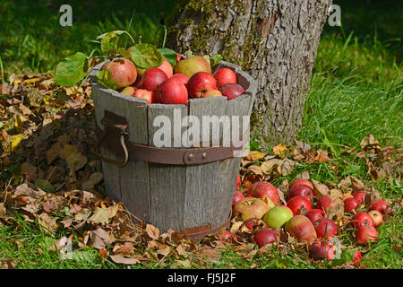 Apfel (Malus Domestica), Apfelernte, Äpfel in einem Holzeimer in eine Wiese, Obstgarten, Deutschland, Hessen Stockfoto