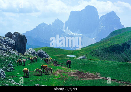 Herde von Pferden auf Bergwiese, Monte Pelmo im Hintergrund, Italien, Südtirol, Dolomiten Stockfoto