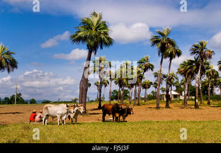 Altmodische Landwirtschaft in Tabakfeldern in Bergen der Sierra del Rosario mit Ochsen Ploiwing Felder, Kuba, Sierra del Rosario Stockfoto