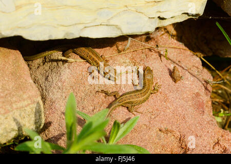 Zauneidechse (Lacerta Agilis), zwei junge sand Eidechsen an einer Natursteinmauer im Garten Nähe zur Natur, Deutschland, Hessen Stockfoto