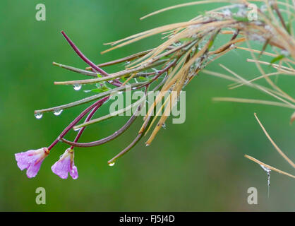 Kräuter-Weide, Weide-Weed (Epilobium spec.), blühen im Regen, Oberbayern, Oberbayern, Bayern, Deutschland Stockfoto