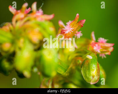 Lange Hoverfly (Sphaerophoria Scripta), Ei zwischen den Flowerds der Broad-leaved Dock (Rumex Obtusifolius), Deutschland Stockfoto