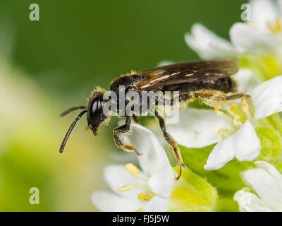 Gemeinsame Mini-Mining Bee (Andrena Minutula), Weiblich, die Nahrungssuche auf Kuh Petersilie (Anthriscus Sylvestris), Deutschland Stockfoto