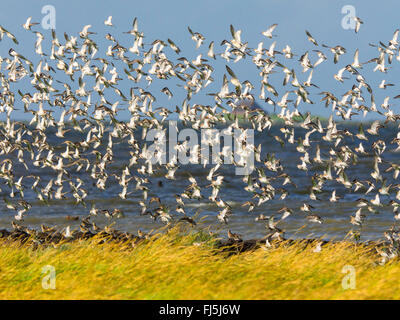 Alpenstrandläufer (Calidris Alpina), strömen Vögel mit Alpenstrandläufer, rote Knoten und grauen Regenpfeifer, Deutschland, Schleswig-Holstein, Schleswig-Holstein-Nationalpark Wattenmeer Stockfoto