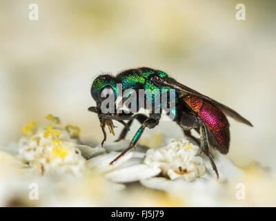 Kuckuck Wespe (Hedychrum Gerstaeckeri), männliche auf gemeinsame Schafgarbe (Achillea Millefolium), Deutschland Stockfoto