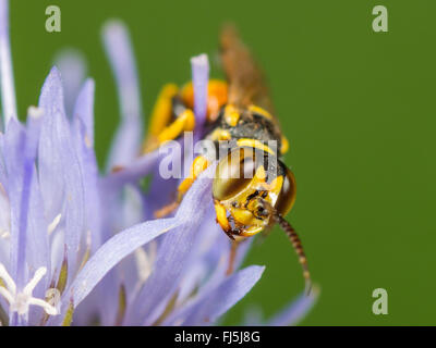 Digger Wasp (Dinetus Pictus), männliche Schafe s Bit Witwenblume (Jasione Montana), Deutschland Stockfoto