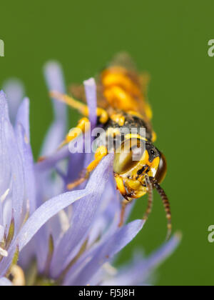 Digger Wasp (Dinetus Pictus), männliche Schafe s Bit Witwenblume (Jasione Montana), Deutschland Stockfoto