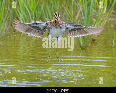 Bekassine (Gallinago Gallinago), flache Wasser Baden Erwachsenen Vogel mit Flügeln, Deutschland Stockfoto