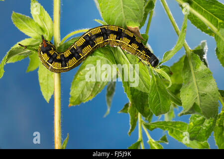 Striped Hawk-Moth, gestreifte Hawkmoth (stark Livornica, stark Lineata, Celerio Livornica, Celerio Lineata), Raupe ernährt sich von Epilobium, Deutschland Stockfoto