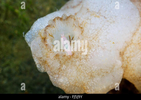 Kommensale Höhlenflohkrebs (Leucothoe Spinicarpa, Gammarus Spinicarpa, Leucothoe Gliedertiere), Leben im Inneren einer ascidia