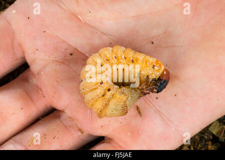 Europäische Nashornkäfer (Oryctes Nasicornis), grub auf der einen Seite, Deutschland Stockfoto