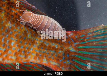 Fisch-floh, Fisch Laus, parasitären Fisch Assel (Anilocra spec.), fliegen auf einem Lippfisch Stockfoto