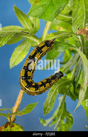 Striped Hawk-Moth, gestreifte Hawkmoth (stark Livornica, stark Lineata, Celerio Livornica, Celerio Lineata), Raupe ernährt sich von Epilobium, Deutschland Stockfoto