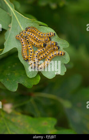 Buff-Tip Motte, Buff Tipp Raupe (Phalera Bucephala), Raupen auf einem Eichenblatt, Deutschland Stockfoto