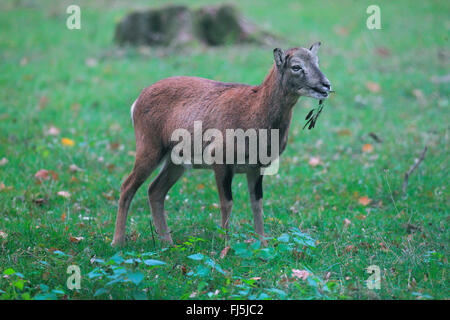 Mufflon (Ovis Musimon, Ovis Gmelini Musimon, Ovis Orientalis Musimon), Weiblich, Deutschland Stockfoto