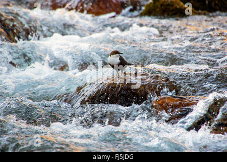 Wasseramseln (Cinclus Cinclus), steht auf einem Stein in ein Streaming-Bergbach, Schweiz, Graubünden, schweizerischen Nationalpark Stockfoto