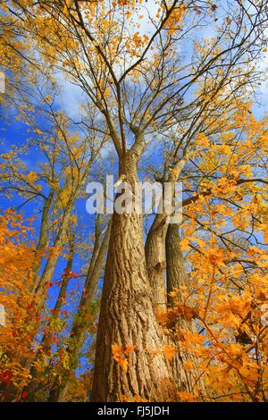 Espe, Pappel (Populus spec.), Aue mit Pappeln im Herbst, Deutschland, Baden-Württemberg Stockfoto