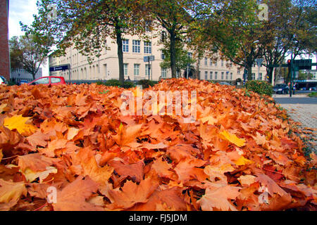 Maple-leaved Flugzeug, Ahornblättrige Platane, London Planetree (Platanus Hispanica, Platanus Hybrida, Platanus X hybrida Platanus Acerifolia), europäische Flugzeug, Herbstlaub am Straßenrand, Deutschland Stockfoto