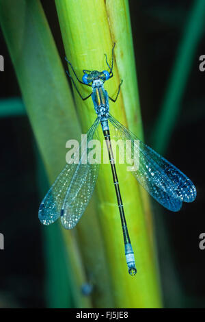 knappen Emerald Damselfly (Lestes Dryas), an einem Grashalm Reed, Deutschland Stockfoto