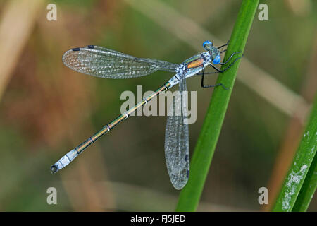 knappen Emerald Damselfly (Lestes Dryas), Männlich, Deutschland Stockfoto