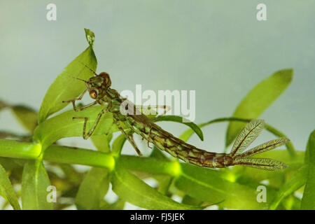 gemeinsamen Ischnura, blau-tailed Damselfly (Ischnura Elegans), aquatische Larve, Deutschland Stockfoto