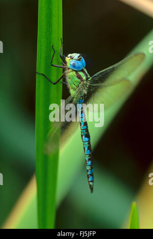 Green Hawker (Aeshna Viridis, Aeschna Viridis), Männlich, Deutschland Stockfoto