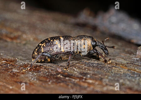 Tanne Rüsselkäfer, Pine Rüsselkäfer, große Kiefer Rüsselkäfer (Hylobius Abietis), auf Holz, Deutschland Stockfoto