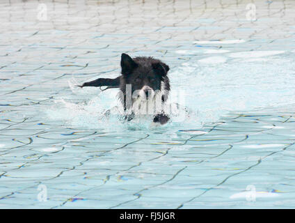 Border Collie (Canis Lupus F. Familiaris), vierzehn Jahre alt sie Hund zu Fuß durch das Wasser der Badeanstalt, Deutschland Stockfoto