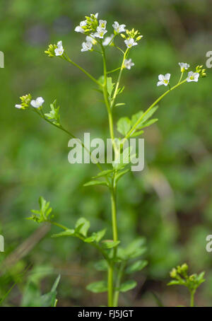 großen Bitter-Kresse (Cardamine Amara), blühen, Oberbayern, Oberbayern, Bayern, Deutschland Stockfoto