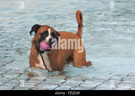 Rasse Hund (Canis Lupus F. Familiaris) gemischt, züchten sechs Jahre alten Boxer gemischt Hund, mit einem Spielzeug in einer Badeanstalt, Deutschland Stockfoto