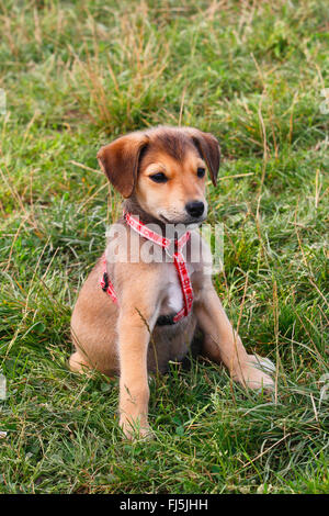 Rasse Hund (Canis Lupus F. Familiaris) gemischt, sitzt 12 Wochen alt Mischling Hund auf einer Wiese, Deutschland Stockfoto