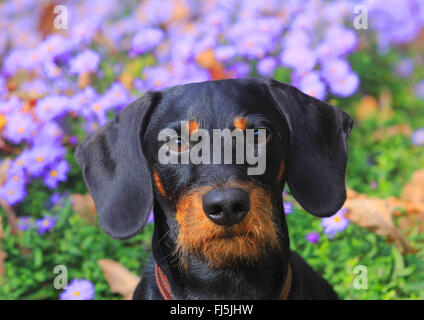 Rauhaar Dackel, Rauhhaar Dackel, Haushund (Canis Lupus F. Familiaris), Black And Tan neunzehn Monate alte Rüde sitzt vor blass lila Astern, Porträt, Deutschland Stockfoto