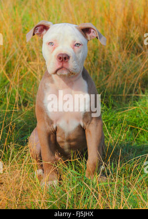 Olde English Bulldog (Canis Lupus F. Familiaris), zwölf Schwachstellen alter Welpe sitzen auf einer Wiese, Deutschland Stockfoto