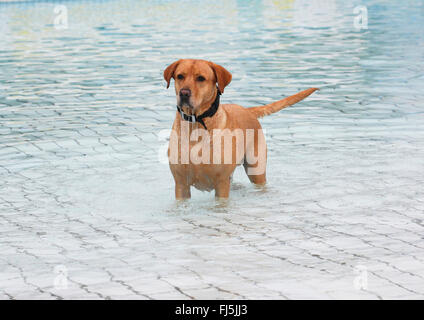 Labrador Retriever (Canis Lupus F. Familiaris), männlicher Hund stehenden Hund schwimmen im Pool, Deutschland Stockfoto